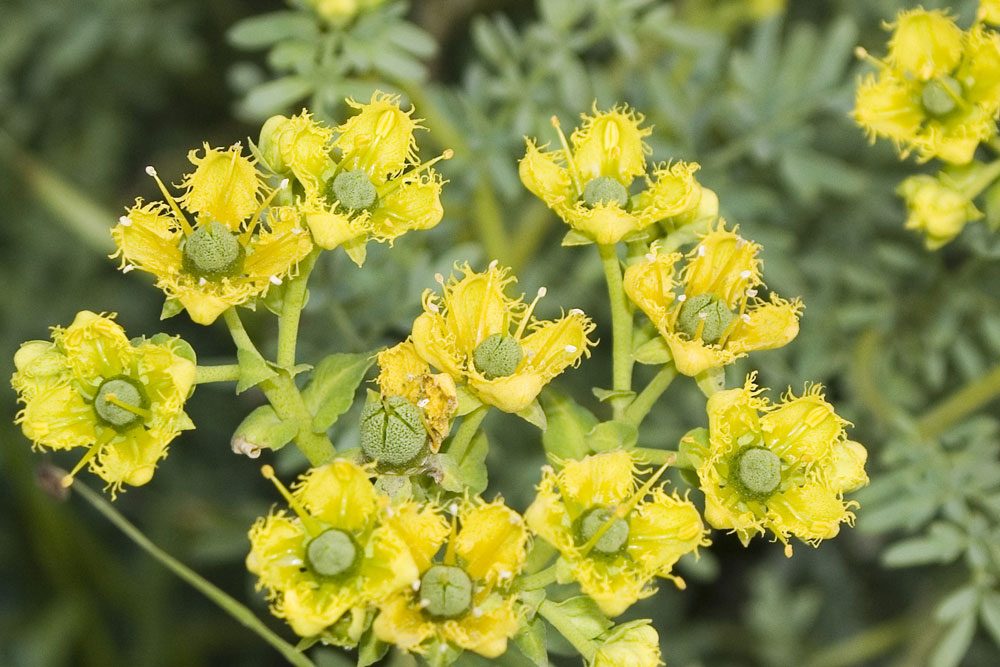 Ruta chalepensis / Ruta frangiata